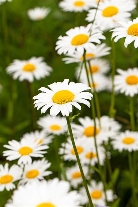 How to Plant and Grow The Herb Chamomile - The Lavender Homefront