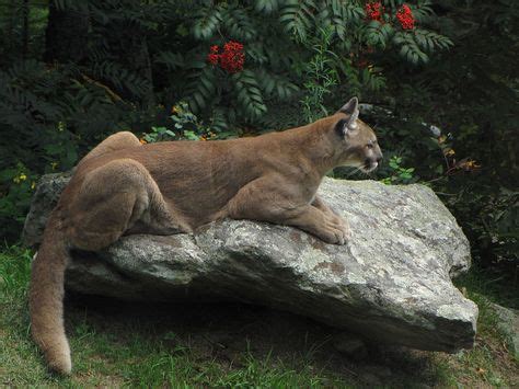 10 Grandfather's Wildlife ideas | grandfather mountain, wildlife ...