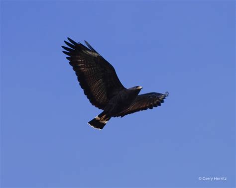 Common Black Hawk – HawkWatch International