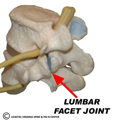 Lumbar Facet Anatomy