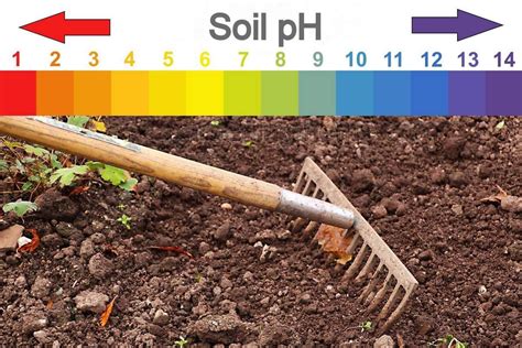 How to test soil pH and adjust soil acidity | Gardeningtheme.com