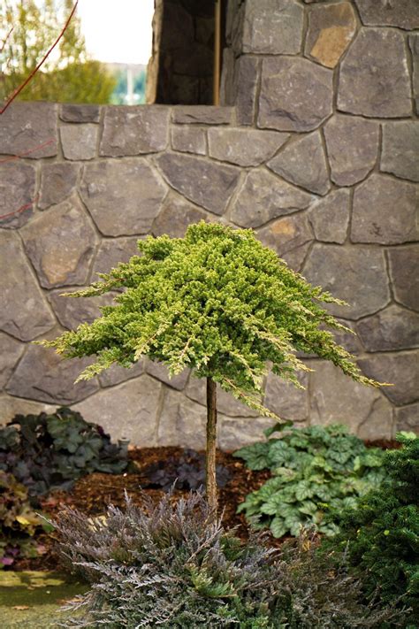 20+ Japanese garden juniper ground cover ideas | RedecorationRoom