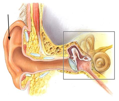 Eye & Ear Diagram Labeling Flashcards | Quizlet