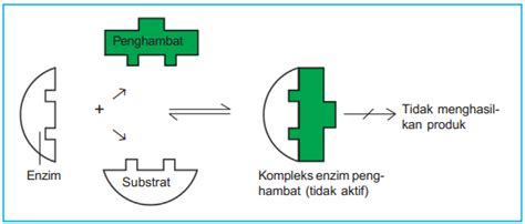 Penghambatan Aktivitas Enzim ~ masarul.com
