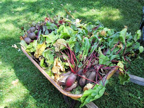 Harvesting Beets! | Urban Femme to Farmer's Wife