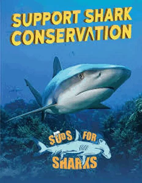 Exploring Shark Conservation and why it is so important