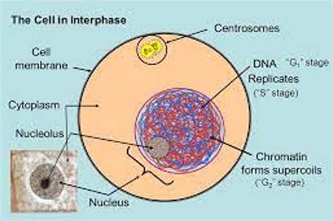 Cell Division | Leaving Cert Notes