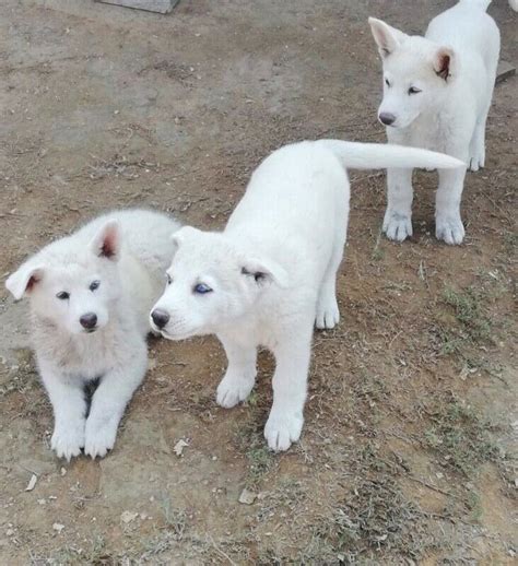 Swiss Shepherd Puppies for Sale – YesAds