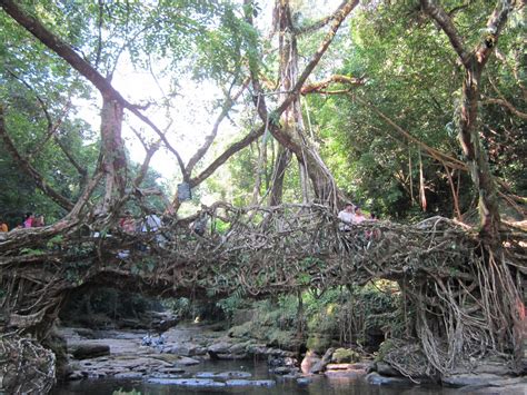 Baobab: Living Root Bridge - Mawlynnong