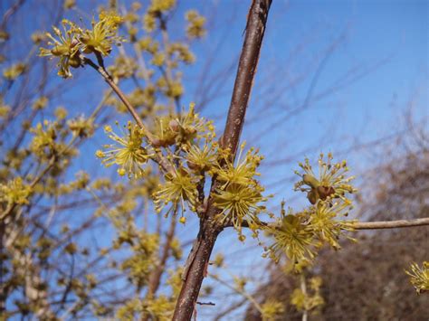 Cornus mas (Cornelia-Cherry, Cornelia-Cherry Dogwood, Cornelian Cherry ...