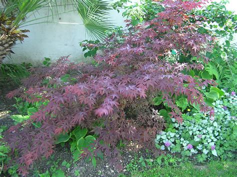 Purple Ghost Japanese Maple | Bonsai Care Sheet