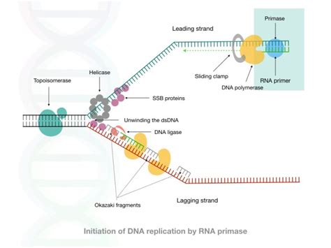 Comparison Between DNA Primer And RNA Primer: