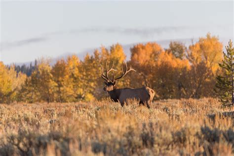 Wildlife | Visit Southeast Montana