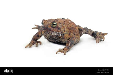 A hideous ugly toad isolated on white Stock Photo - Alamy