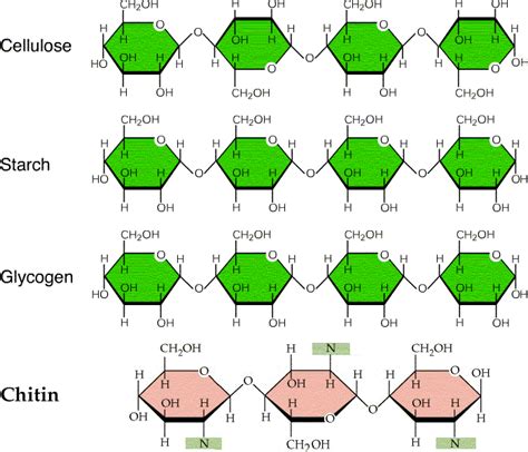 polysaccharides.html 05_polysaccharides.gif