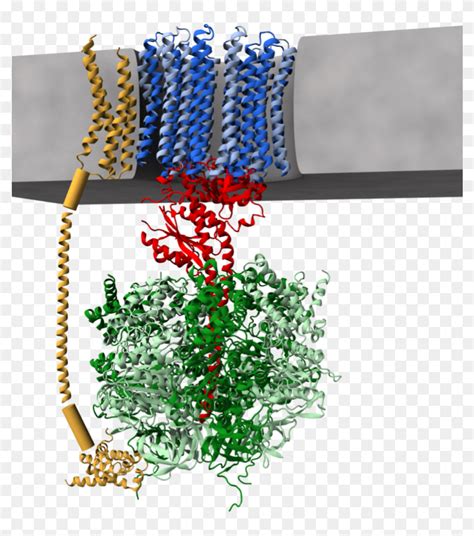 Atp Synthase 3d Model - Atp Synthase Protein Structure, HD Png Download ...