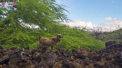 Animals on the Big Island | Discover Hawaiian Wildlife | Paradise in Hawaii