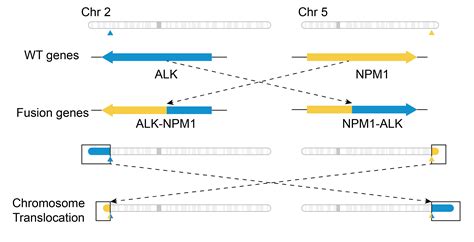 NPM1-ALK Gene Fusion -Software -Genome & Exome -Official 10x Genomics ...