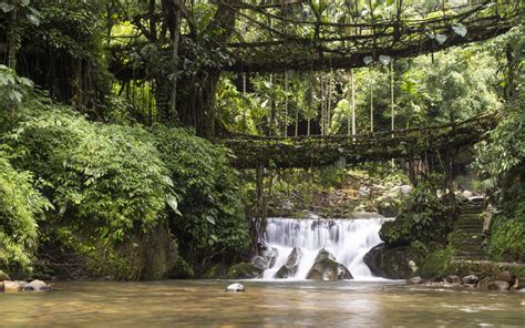 The Living Root Bridges of Meghalaya | Traquo