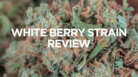 Berry White Strain Review - BudLyft