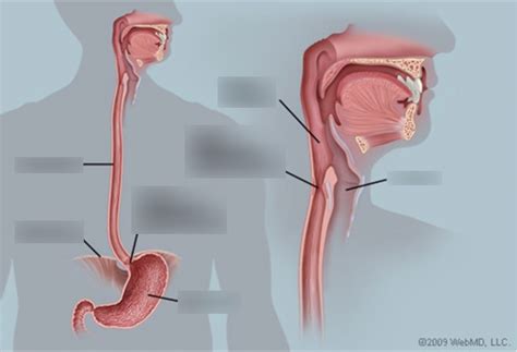 The Esophagus Diagram | Quizlet