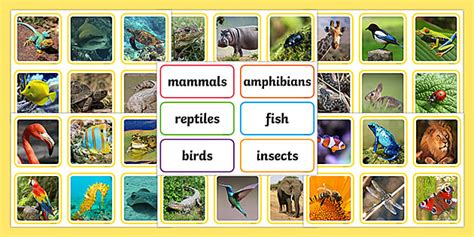 Animal Groups Sorting Cards Photos, World Animal Day