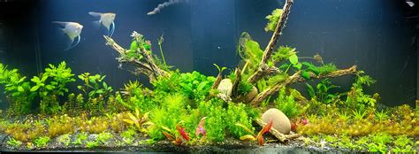 One week update! : r/aquarium