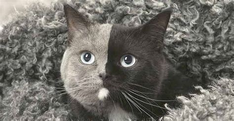 ‘Two-Faced’ Kitten Grows Up Into The Most Beautiful Cat Ever - We Love ...