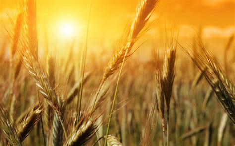 Wheat Harvest Wallpapers - Top Free Wheat Harvest Backgrounds ...