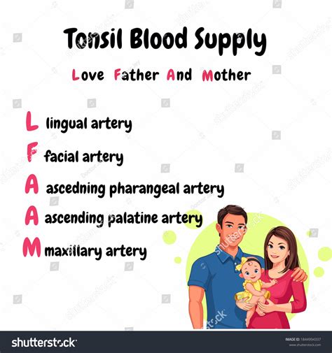 Tonsil Blood Supply Illustration Mnemonic Easy Stock Illustration ...