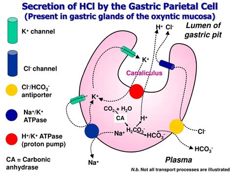 PPT - Physiology and Pharmacology of Gastric Motility and Gastric Acid ...