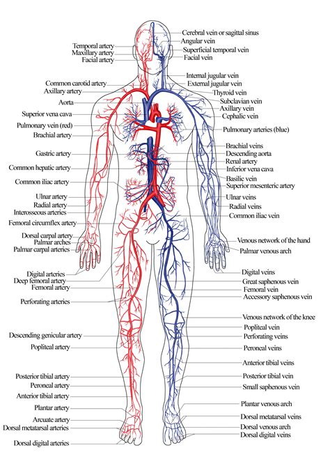 Anatomy And Physiology Label The Body Diagram