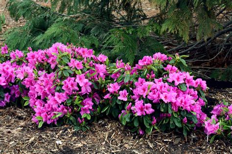 Low Maintenance Shrubs For Shade at Natasha Rosalba blog