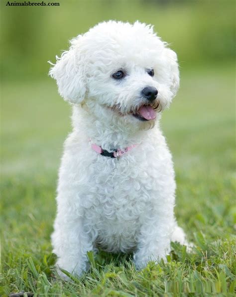 Bichon Frise - Puppies, Rescue, Pictures, Information, Temperament ...