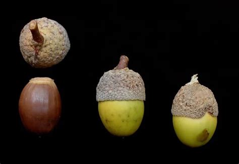 Acorn Identification Made Easy: A Guide With Images – Nut Geeks