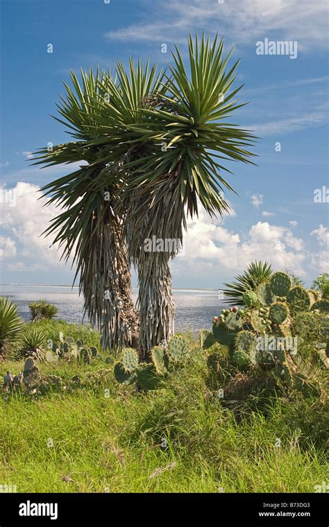 Laguna Atascosa National Wildlife Refuge Texas Stock Photo - Alamy