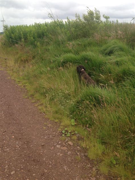 Dog walk at Whitelee Wind Farm · Renfrewshire · Walkiees