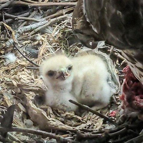 Up Close: Hawk Family Builds Nest on Photographer's Balcony – Pet Birds ...