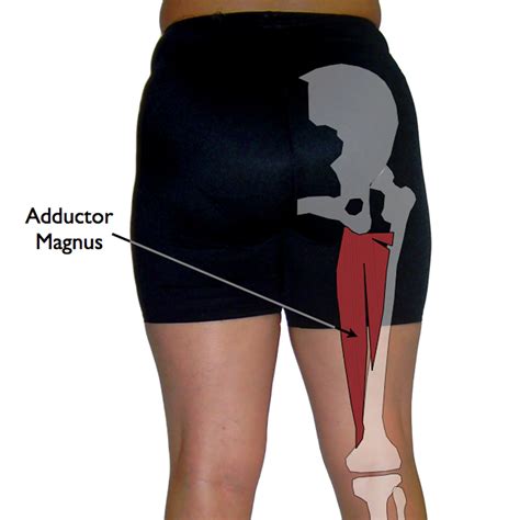 Adductor Trigger Points: The PMS Trigger Point | TriggerPointTherapist.com