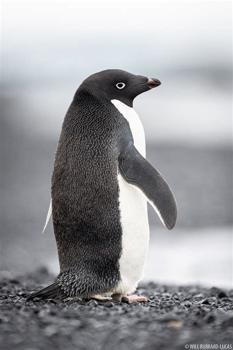 Adelie Penguin | Will Burrard-Lucas