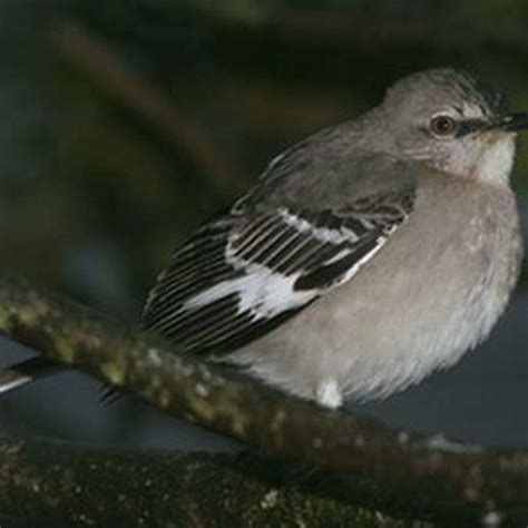 What does it mean when birds sing at night? - DIY Seattle