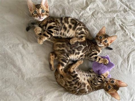 Bengal Cats