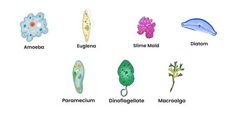 Select Appropriate Descriptions Of Protists