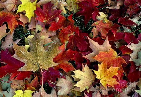 Maple Leaf Colors Photograph by William Kuta | Fine Art America