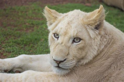 White Lion Cub Portrait 1 stock image. Image of rest - 35204891