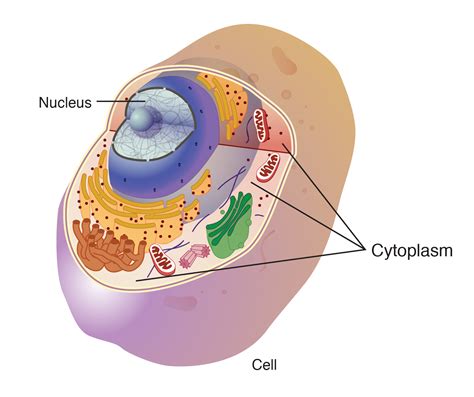 Cytoplasm Diagram And Function 16 Cytoplasm Functions