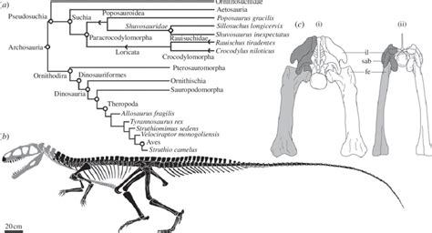 (a) Simplified phylogeny for Archosauria modified from Nesbitt [16 ...