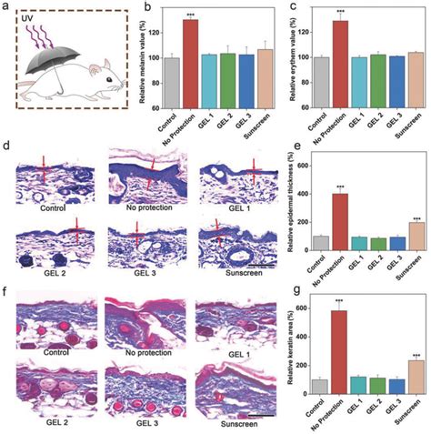 Histology of dorsal mouse skin sections receiving different topical ...