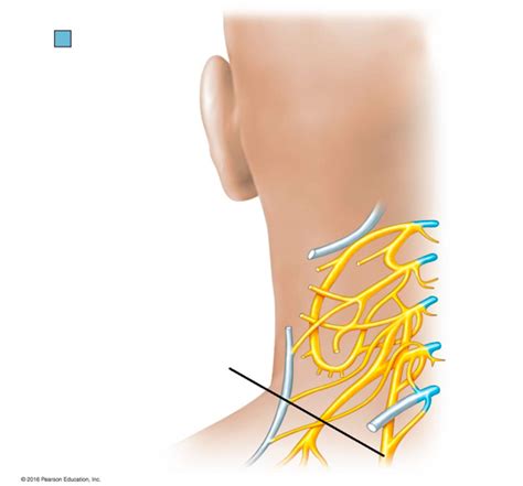 Phrenic Nerve Diagram | Quizlet