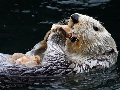 Sea otter teeth more than twice as tough as ours | Science | AAAS